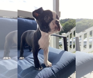 Boston Terrier Puppy for sale in LEWISVILLE, NC, USA