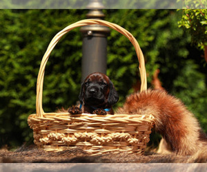 Bavarian Mountain Hound Puppy for sale in Bojano, Pomerania, Poland