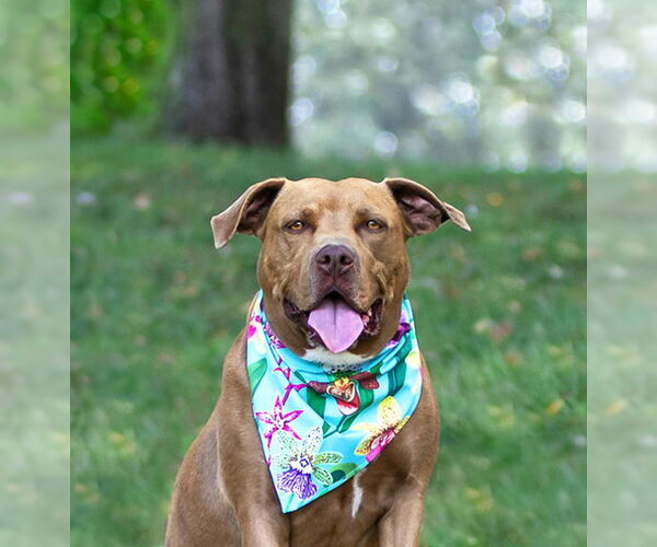 Medium Photo #1 Mutt Puppy For Sale in Unionville, PA, USA