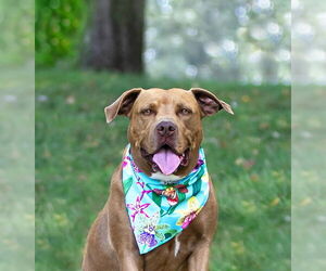 Mutt Dogs for adoption in Unionville, PA, USA