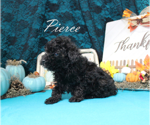 Poodle (Toy) Puppy for sale in CHANUTE, KS, USA