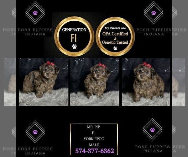 Medium Photo #57 YorkiePoo Puppy For Sale in WARSAW, IN, USA