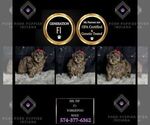 Small Photo #57 YorkiePoo Puppy For Sale in WARSAW, IN, USA