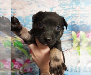 Chihuahua-Labrador Retriever Mix Dogs for adoption in Lakewood, CO, USA