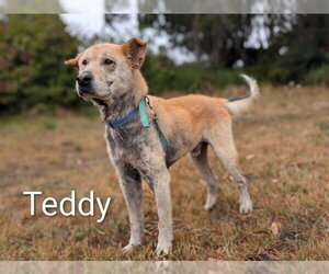 Labrador Retriever-Unknown Mix Dogs for adoption in McKinleyville, CA, USA