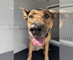 Small German Shepherd Dog Mix