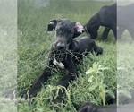 Small Great Dane