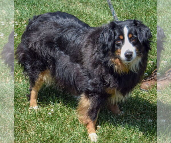 Medium Photo #3 Australian Shepherd Puppy For Sale in Huntley, IL, USA