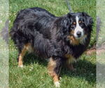 Small #2 Australian Shepherd