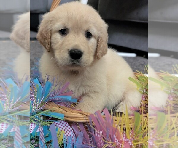 Medium Photo #1 Golden Retriever Puppy For Sale in MODESTO, CA, USA