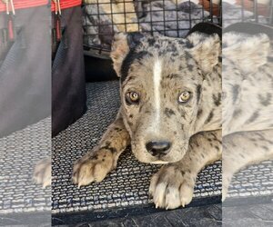 Daniff Dogs for adoption in Phelan, CA, USA