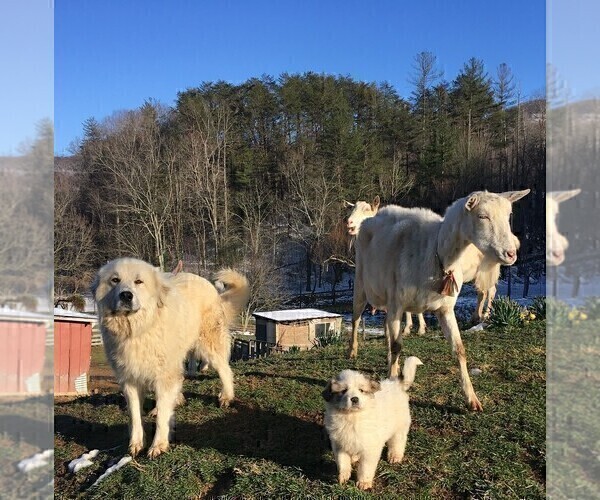 Medium Photo #12 Great Pyrenees Puppy For Sale in PINEVILLE, KY, USA