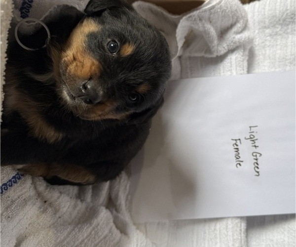 Medium Photo #9 Bernese Mountain Dog-Unknown Mix Puppy For Sale in KIRKSVILLE, MO, USA