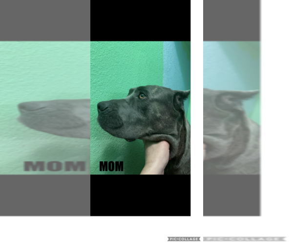Medium Photo #3 Cane Corso Puppy For Sale in ALBUQUERQUE, NM, USA