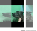 Small Photo #3 Cane Corso Puppy For Sale in ALBUQUERQUE, NM, USA