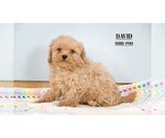Small Photo #8 ShihPoo Puppy For Sale in CLARE, MI, USA