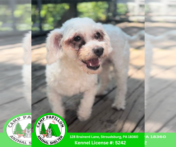 Medium Photo #1 Bichon Frise Puppy For Sale in Stroudsburg, PA, USA