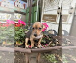 Small Dachshund
