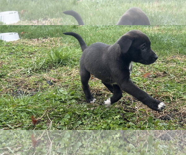 Medium Photo #3 Border Collie Puppy For Sale in Landenberg, PA, USA