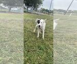 Small Mutt