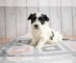Puppy 1 Poovanese