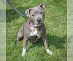 Small #2 American Staffordshire Terrier-Bulldog Mix