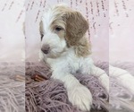 Small Photo #97 Aussie-Poo-Goldendoodle Mix Puppy For Sale in COMMERCE, MI, USA
