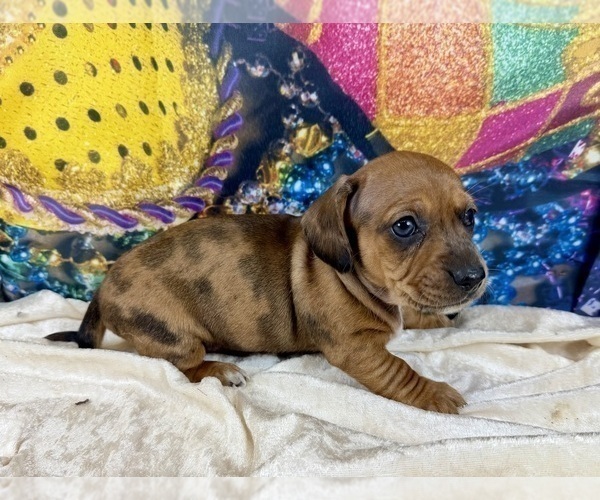 Medium Photo #21 Dachshund Puppy For Sale in CASSVILLE, MO, USA