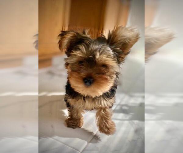 Medium Photo #4 Yorkshire Terrier Puppy For Sale in KLEIN, TX, USA