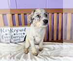 Small #2 Australian Shepherd Mix