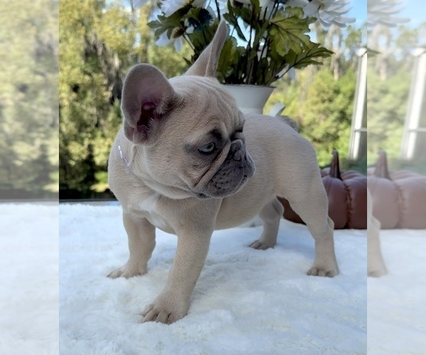 Medium Photo #7 French Bulldog Puppy For Sale in LAKE CITY, FL, USA