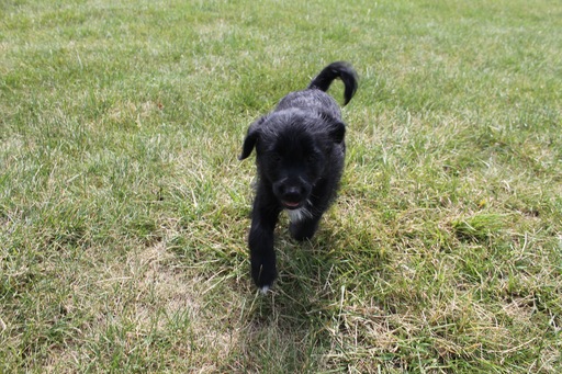 Medium Photo #1 Labradoodle Puppy For Sale in NEW HAVEN, IN, USA