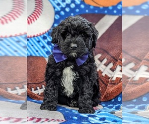 Aussiedoodle Miniature Puppy for sale in CHRISTIANA, PA, USA