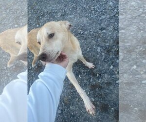 Huskies -Labrador Retriever Mix Dogs for adoption in Herndon, VA, USA