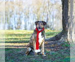 Small #11 Mutt