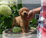 Small Photo #15 Golden Retriever Puppy For Sale in GREENWOOD, WI, USA