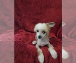 Small #12 Chinese Crested