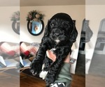 Small Photo #1 Cavapoo Puppy For Sale in EAST VINELAND, NJ, USA