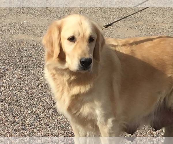 Medium Photo #1 Goldendoodle Puppy For Sale in SCOTTSDALE, AZ, USA
