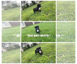 American Bully Puppy for sale in AVA, MO, USA