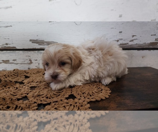 Medium Photo #3 Mal-Shi-Poodle (Miniature) Mix Puppy For Sale in GREENWOOD, WI, USA