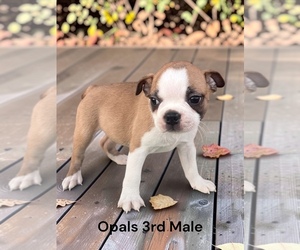 Boston Terrier Puppy for sale in EWING, KY, USA