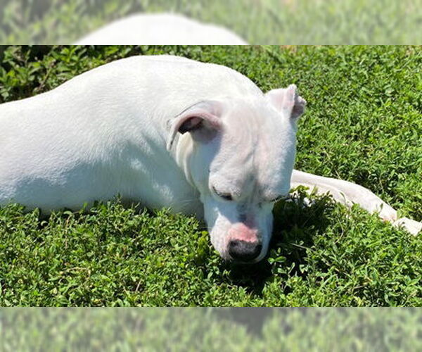 Medium Photo #8 Bullboxer Pit Puppy For Sale in Sistersville, WV, USA