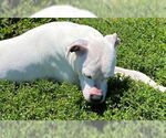Small #7 Bullboxer Pit