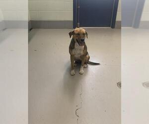 Rat-Harrier Dogs for adoption in Corpus Christi, TX, USA