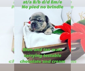 French Bulldog Puppy for sale in FORT LAUDERDALE, FL, USA