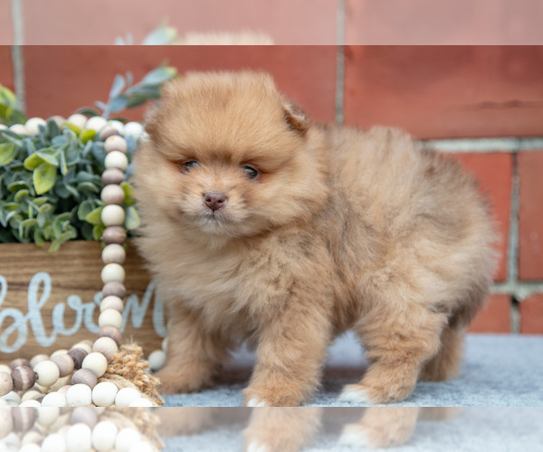 Medium Photo #8 Pomeranian Puppy For Sale in DECATUR, IN, USA