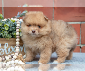 Medium Pomeranian