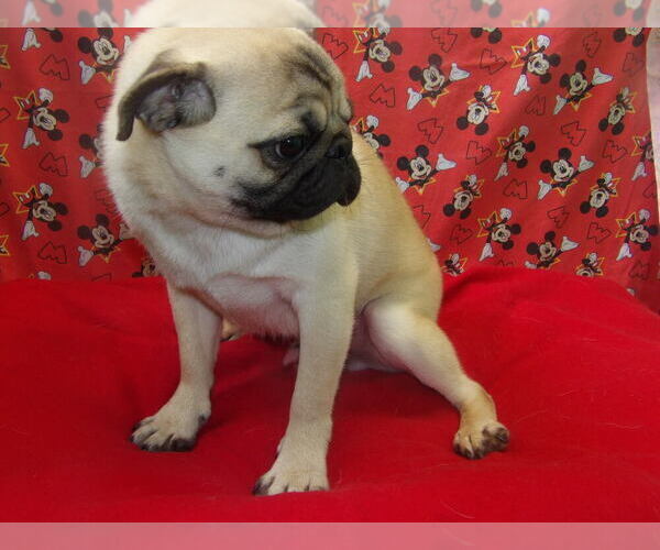 Medium Photo #4 Pug Puppy For Sale in PATERSON, NJ, USA