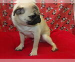 Small #3 Pug